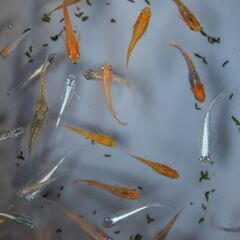 予約済　ミックスメダカ30匹＋ピンクラムズホーン10個 №１３の画像