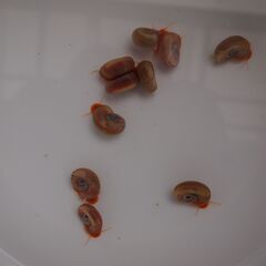 予約済　ミックスメダカ30匹＋ピンクラムズホーン10個 №１３の画像