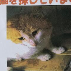 猫を探しています