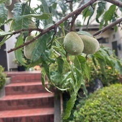 家庭菜園の情報交換、苗交換などメンバー募集しています