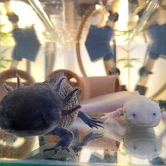 人懐っこいウーパールーパーの里親募集