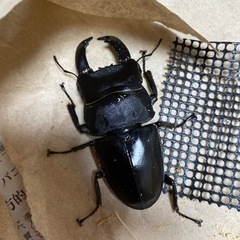 テイオウヒラタクワガタ　外国産　クワガタ　 オスの画像