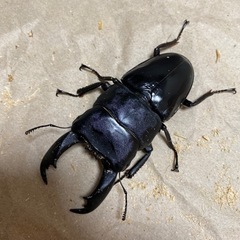 テイオウヒラタクワガタ　外国産　クワガタ　 オスの画像