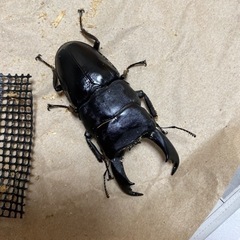 テイオウヒラタクワガタ　外国産　クワガタ　 オス