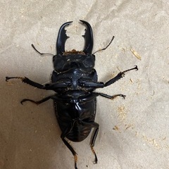 テイオウヒラタクワガタ　外国産　クワガタ　 オスの画像