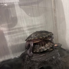 ミドリガメ　2匹
