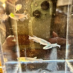 カブキメダカの画像