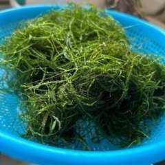 決まりました!