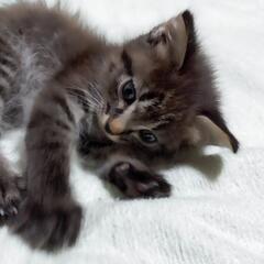 家の物置で、野良猫が産んだ子猫3匹います
