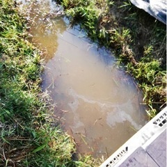 池再生のため、ドブ貝等を頂けないでしょうか？