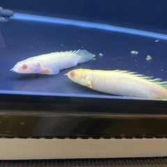 値下げ　ポリプテルス セネガルス  アルビノショート