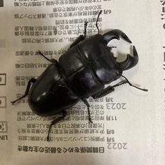 ダイオウヒラタクワガタ　クワガタ　オス