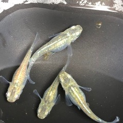 メダカ　緑光　成魚15匹　240607