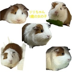 モルモット　メスです