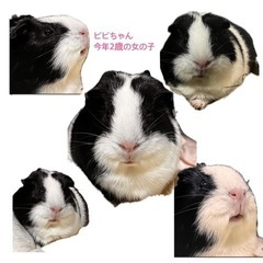 モルモット　メス