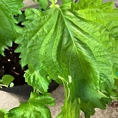 青じそ1苗の画像