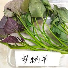 さつまいも苗　安納芋　100本