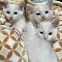 里親様きまりました　オッドアイ
