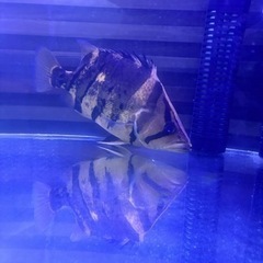 熱帯魚