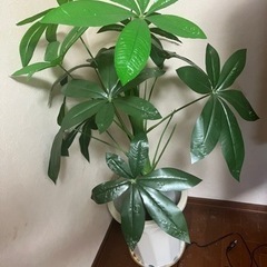 生活雑貨 家庭用品 ガーデニング