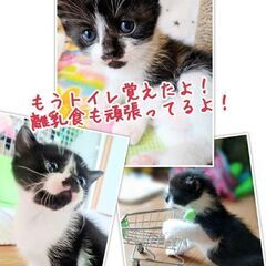 【トライアル決定！】♀猫の里親さんを募集します