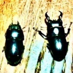 オキナワヒラタクワガタ♂♀ペア💕