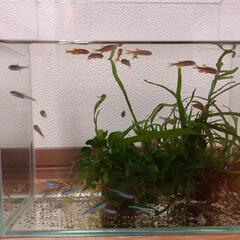 熱帯魚