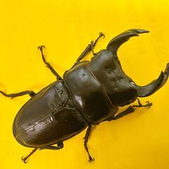 即ブリ！！オススメ！！【美形有名血統】　兵庫県川西産　国産オオク...