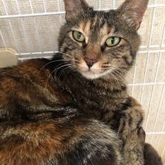（里親様決定）人馴れしてます　ワイルドなサビキジ・まーちゃん