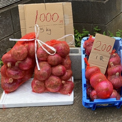 茨城県産アーリーレッド販売中