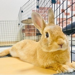 【受付終了】決まりました。ネザーランドドワーフ♂(2歳5ヶ月)