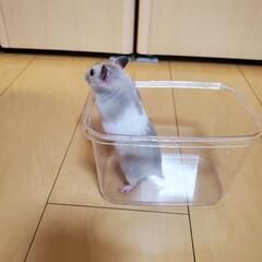 ゴールデンハムスター