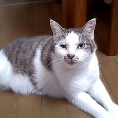 飼い主施設入居のため、残された２匹の兄妹猫の『くらのすけ』11才...