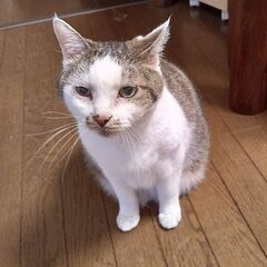 飼い主施設入居のため、残された２匹の兄妹猫の『くらのすけ』11才だけど健康そうです。 - 柏市