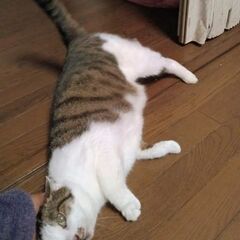 飼い主施設入居のため、残された２匹の兄妹猫の『くらのすけ』11才だけど健康そうです。 − 千葉県