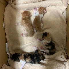 生後1日子猫