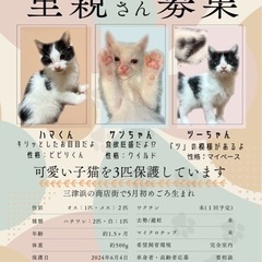 【3匹目トライアル中】パパ/ママとママになってあげてくれませんか？