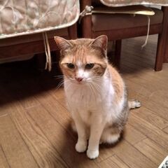 飼い主施設入居のため、残された２匹の兄妹猫の『ふうこ』11才だけ...