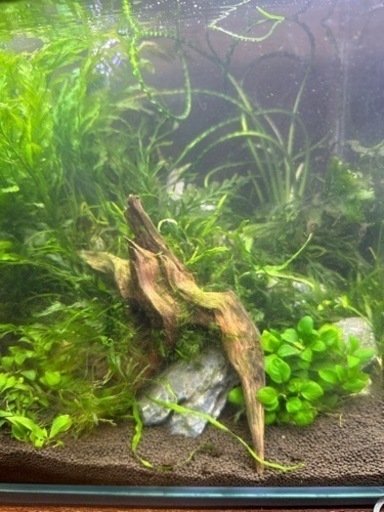 （一時受付中止）熱帯魚　水槽　水草