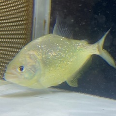 ダイヤモンドイエローピラニア の画像