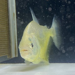 ダイヤモンドイエローピラニア の画像