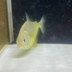 ダイヤモンドイエローピラニア の画像