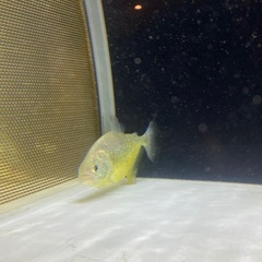 ダイヤモンドイエローピラニア の画像