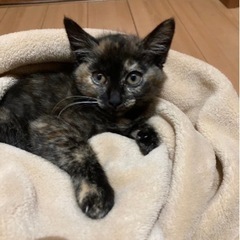 生後2ヶ月　さび猫