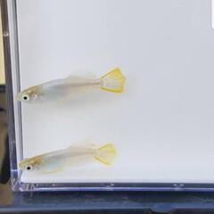 メダカ販売 - その他