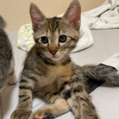 キラの魅力に引き付けられてしまう、猫たらしな女の子❤