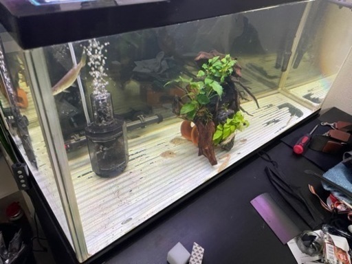 ９０センチ水槽