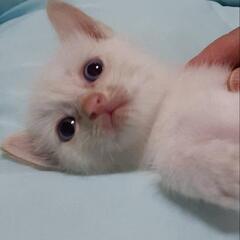 白い子猫２匹☆もらってください里親募集