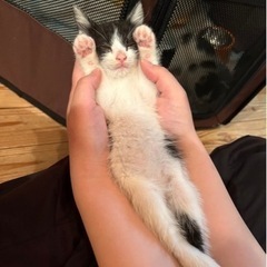 【正式譲渡】模様が「ツ」ハチワレ ツーちゃん 