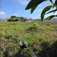 土日草刈りできます。。。。